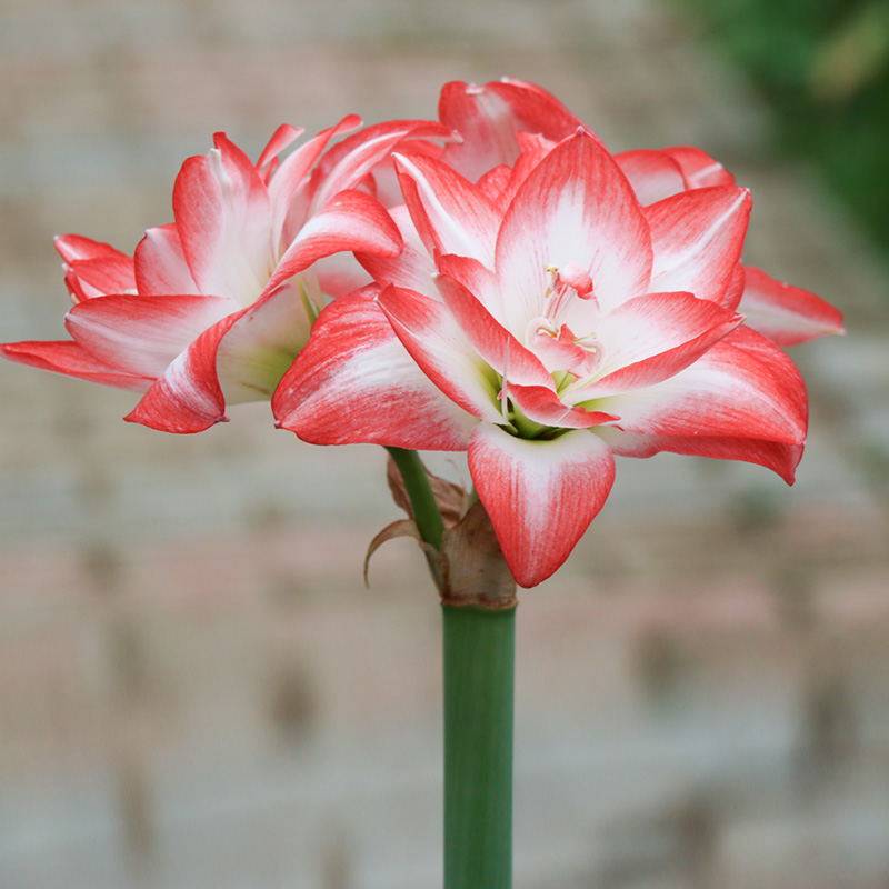 花后球火焰戴丝梦幻进口朱顶红种球鬼魅僵尸双皇花孔雀重瓣花花卉