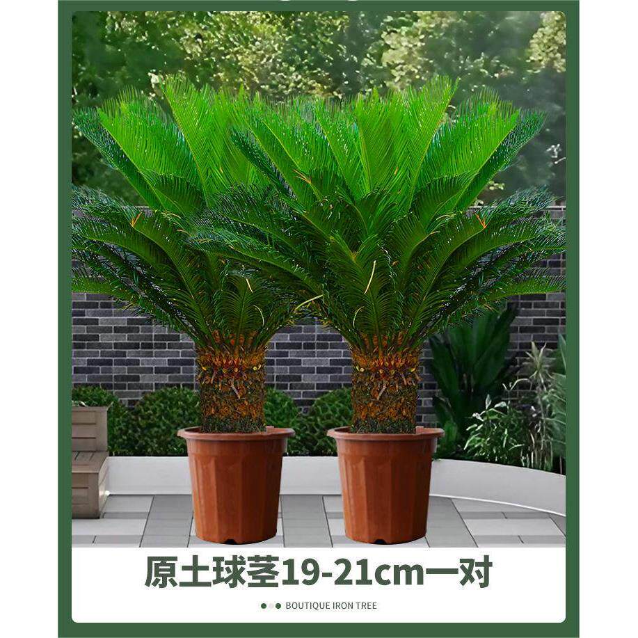 铁树小叶苏铁子母铁绿植净化空气铁树盆景办公室阳台摆件
