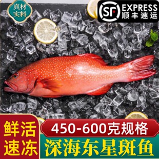 海南西沙东星斑石斑鱼新鲜海鲜鲜活冷冻深海燕尾斑瓜子斑年夜饭