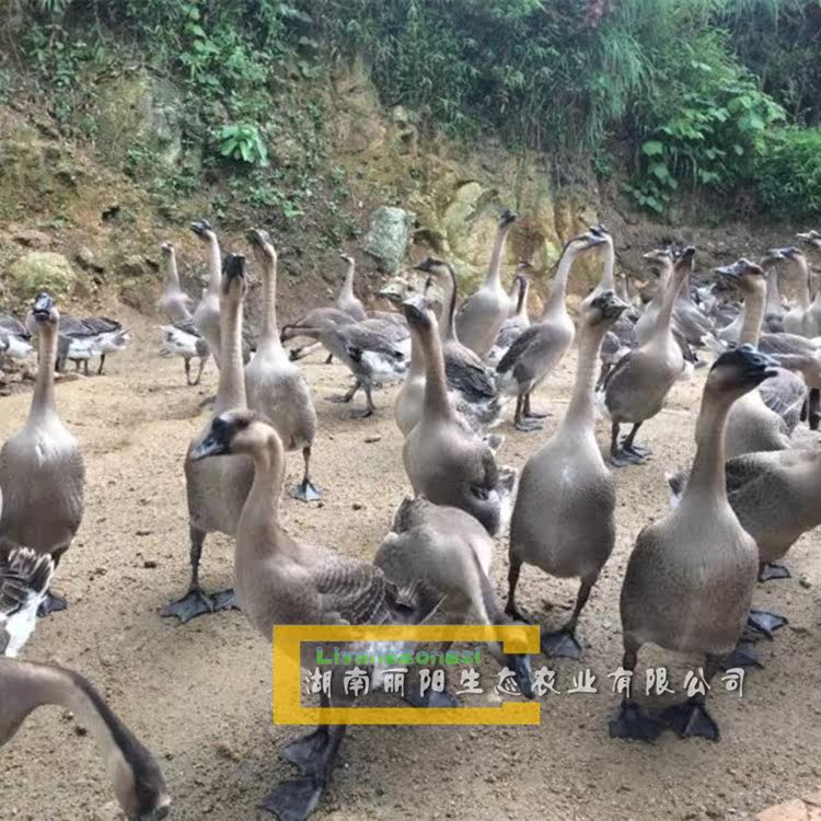 出售清远土鹅草鹅狮头鹅苗