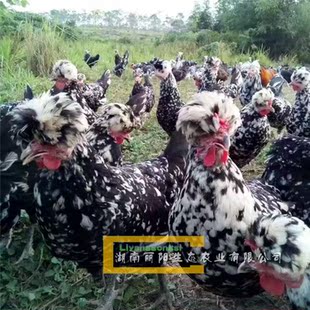 出售贵妃鸡苗珍禽苗及珍珠鸡苗七彩山鸡苗青铜火鸡苗贝蒂娜火鸡苗