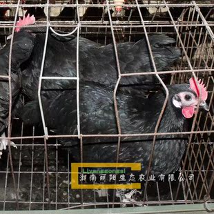 出售黑羽高产绿壳蛋鸡苗及五黑鸡活体黑土鸡黑乌鸡小鸡1日龄蛋鸡