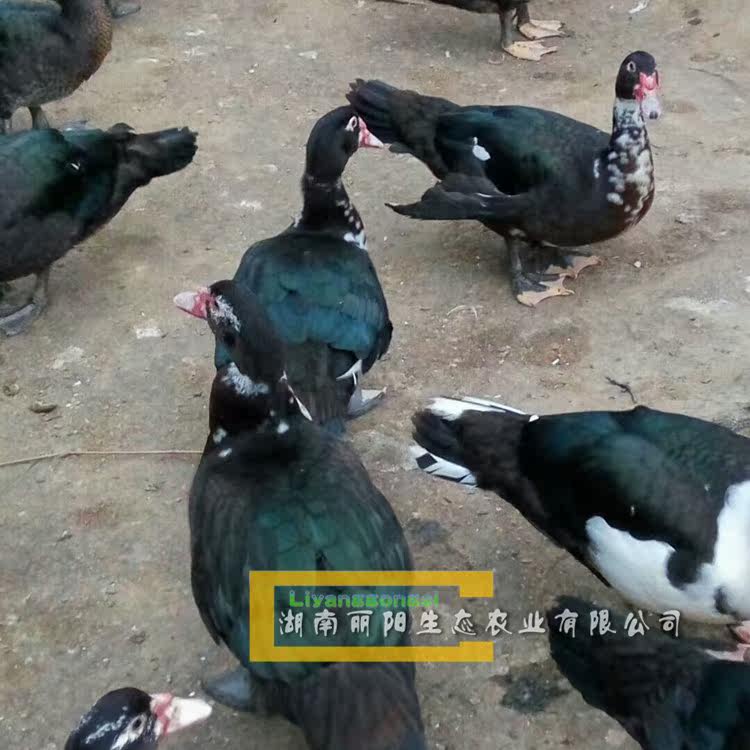 小鸭苗活体火鸭苗黑番鸭苗洋鸭苗西洋鸭肉鸭苗麻鸭蛋鸭苗水鸭苗