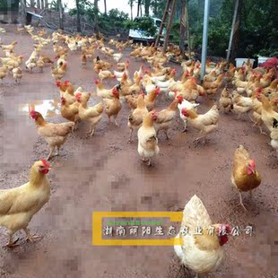 小鸡活体湘黄土鸡苗双林鸡苗衡阳土鸡苗另有绿壳蛋鸡苗草鸡笨鸡苗