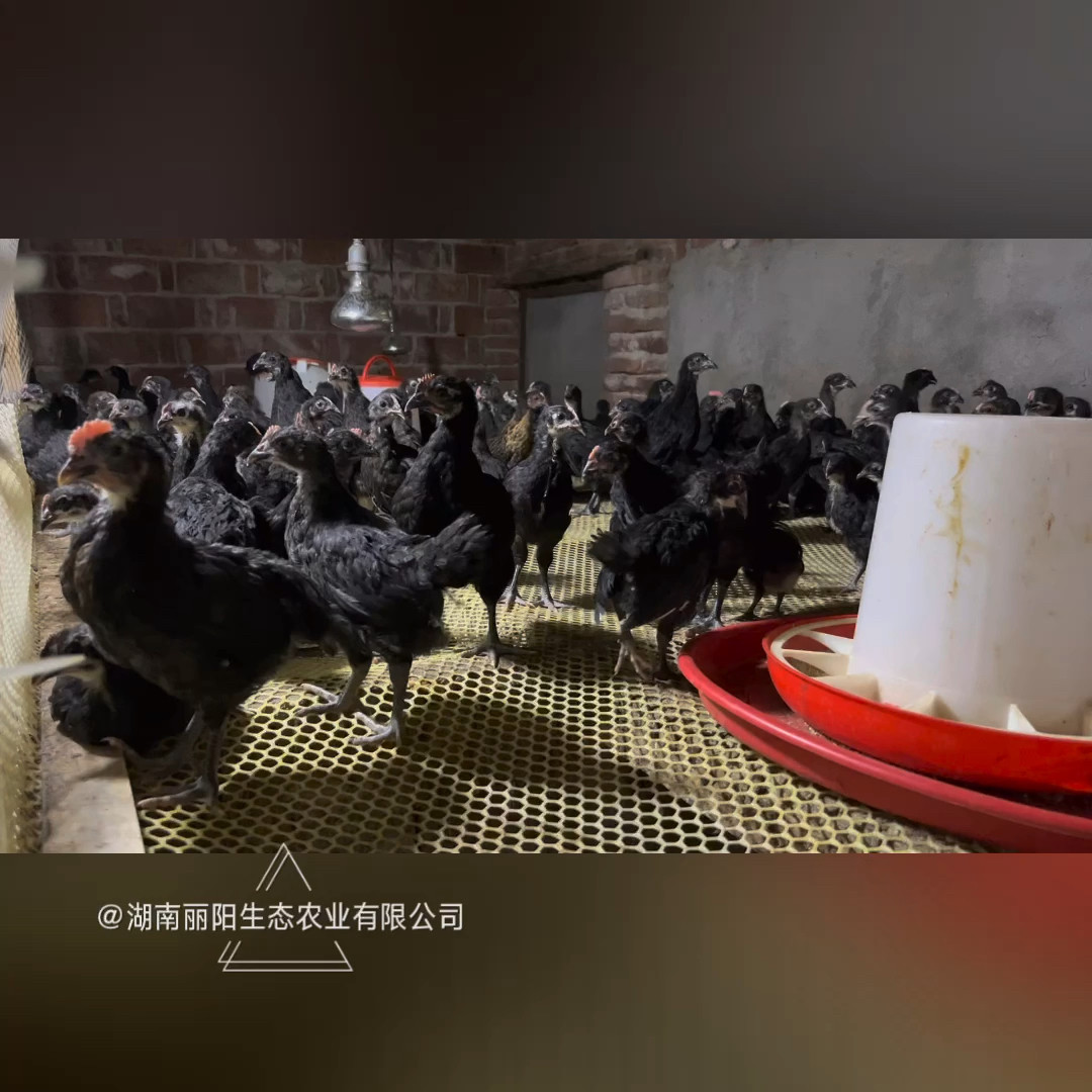 出售黑羽高产绿壳蛋鸡苗及五黑鸡活体黑土鸡黑乌鸡小鸡脱温鸡