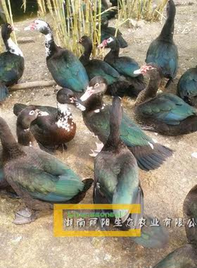 肉鸭苗活体番鸭苗火鸭水鸭鹅苗