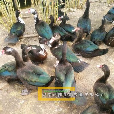肉鸭苗活体番鸭苗火鸭水鸭鹅苗
