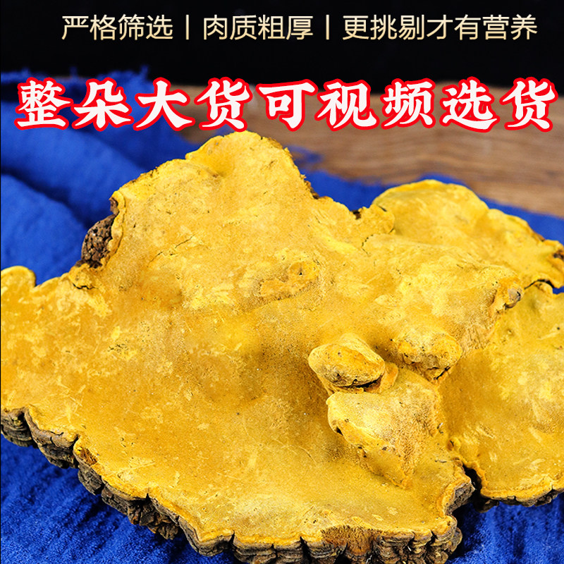 西藏自治区林芝正品老桑树桑黄大整朵泡茶煮水老桑树桑黄500g正品