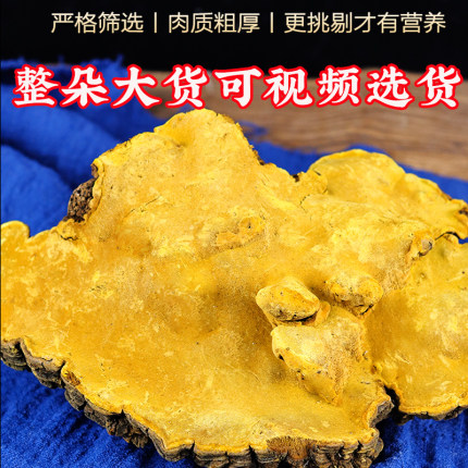 西藏自治区林芝正品老桑树桑黄大整朵泡茶煮水老桑树桑黄500g正品