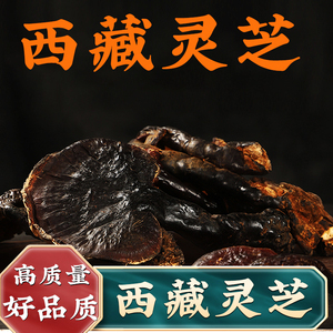 正宗西藏灵芝干货特产