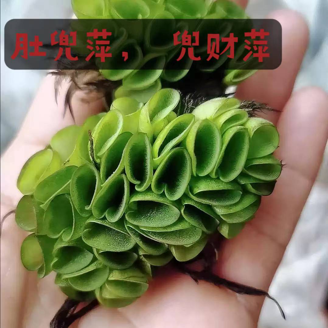 浮萍水草肚兜萍古法养龟鱼水芙蓉躲避净化水质水葫芦龟缸造景植物