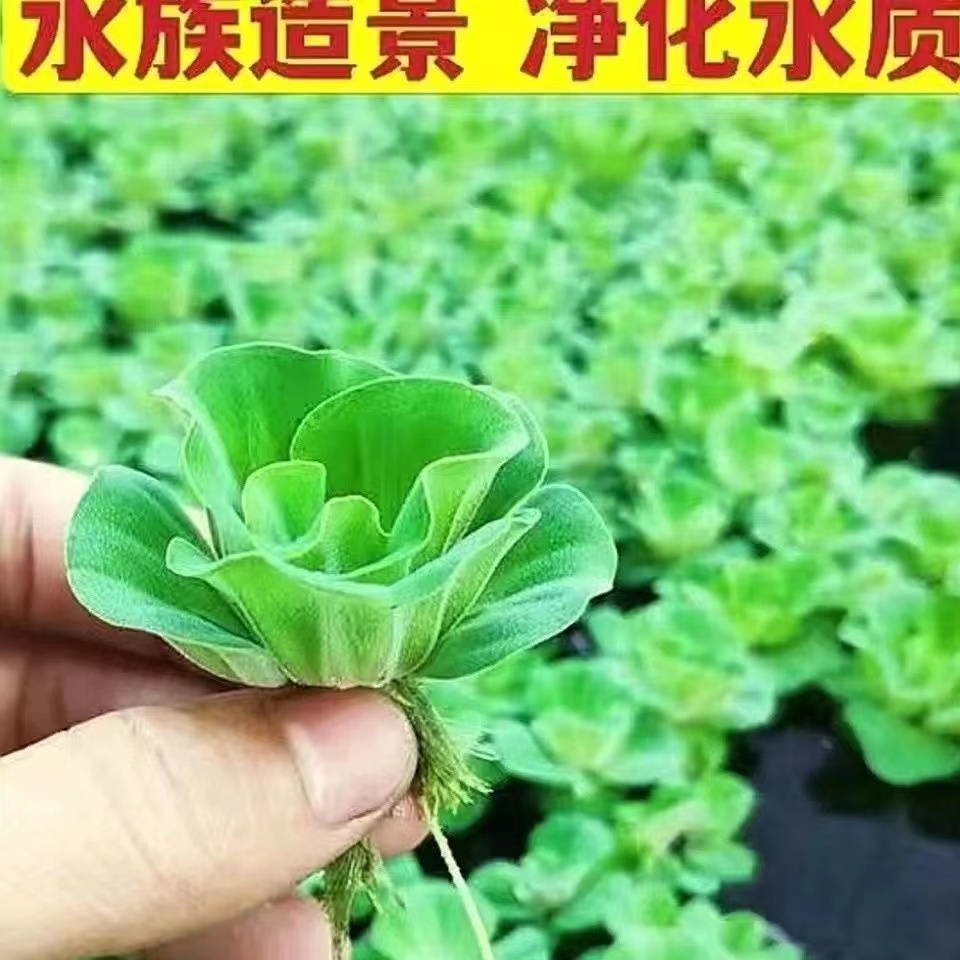 懒人盆栽水生植物水芙蓉槐叶萍水浮莲水草养虾养龟鱼池用品造景缸