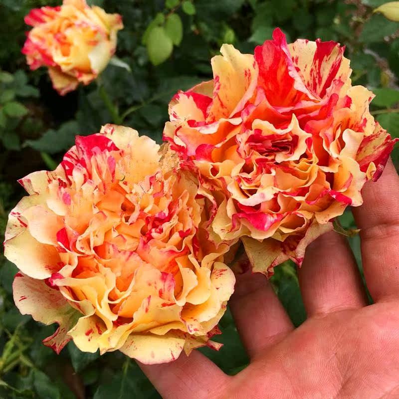 万花镜/万华镜/万花筒   大花月季新品日月的条纹切花  月季花苗