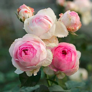 维萨里 浓香灌木月季丰花抗病好多季开花阳台庭院植物花卉