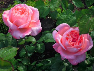 玫昂小姐灌木浓香大花庭院切花盆栽月季花水果浓香包对版