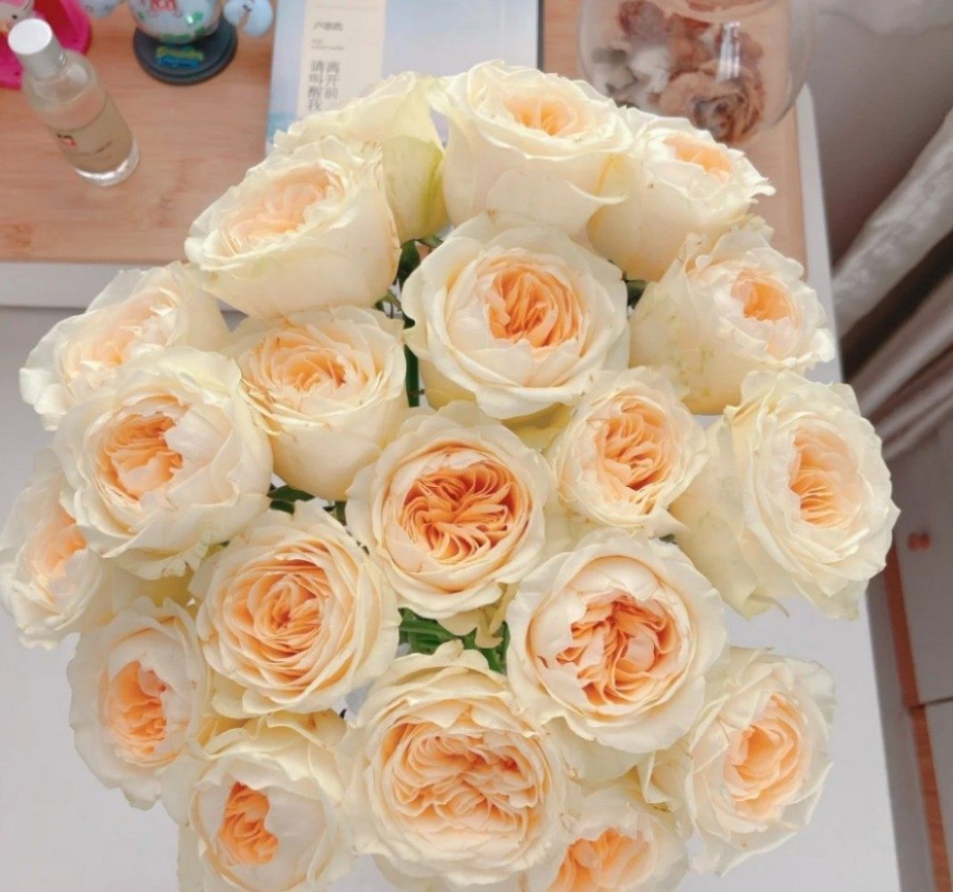 蝶舞玫瑰 云南稀有品种大花奶黄色非常漂亮直立性好