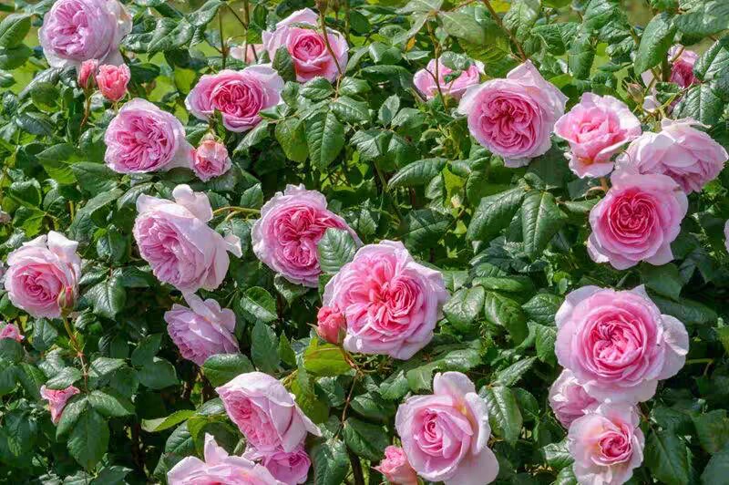 古代水手 奥斯汀灌木月季 勤花粉色浓香大花阳台庭院花苗