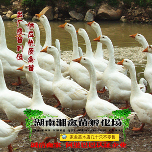 发托运 宠物湖南草鹅苗 本地小鹅活体 白鹅活苗 免费提供养殖技术
