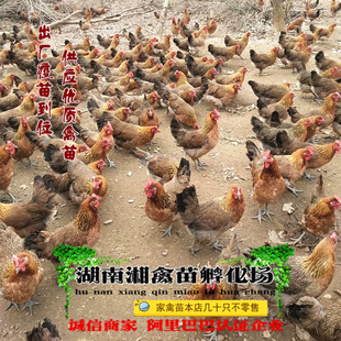 青脚麻鸡活苗 血毛土鸡雏 黑瑶鸡活体宠物小鸡发托运提供养殖技术