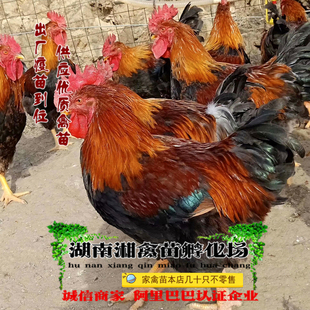快大型麻鸡雏 麻六鸡苗 宠物小鸡活苗肉鸡活体发托运提供养殖技术