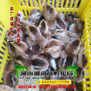 宠物小鸡麻鸡活苗清远麻鸡活体阉鸡鸡苗包成活发托运提供养殖技术