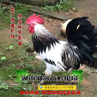 鹊山鸡雏 宠物鹊山鸡活苗 鹊山鸡活体 小鸡运输包活 提供养殖技术