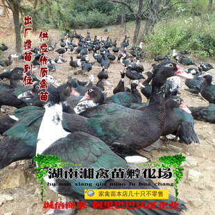 宠物鸭非洲雁鸭活苗除草鸭西洋鸭活体黑番鸭苗发托运提供养殖技术