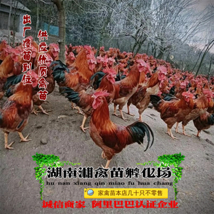 宠物小鸡 苏禽鸡活苗 仙居鸡苗本地土鸡雏提供养殖技术发托运包活