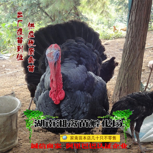 贝蒂娜火鸡雏 黑火鸡活苗 宠物贝蒂娜火鸡活体发托运提供养殖技术