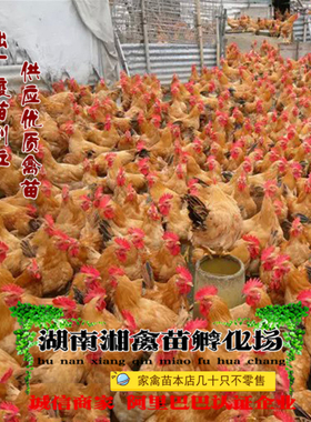 宠物黄土二鸡雏黄土三鸡活体宠物黄鸡苗宠物活苗 提供养殖技术