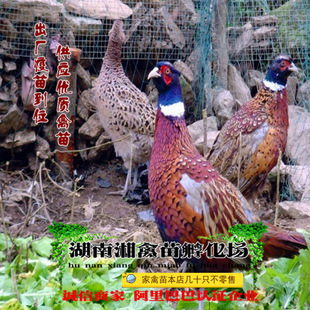 宠物七彩山鸡雏山鸡苗宠物小鸡出壳活苗供养殖技术量大优惠发托运