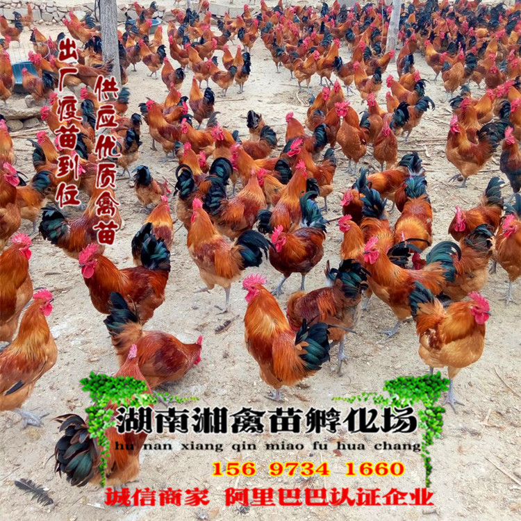 出售青脚土鸡雏 红瑶鸡活苗 宠物小鸡活体 量大优惠 发托运 包活