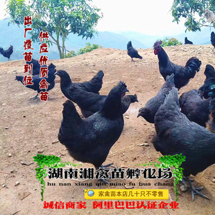 五黑鸡活苗五黑鸡活体绿壳蛋鸡小苗土鸡宠物活苗提供养殖技术托运