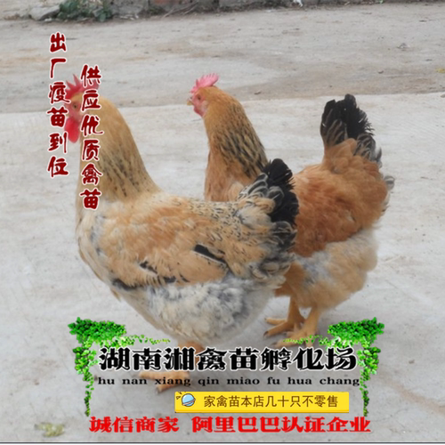 九斤红鸡苗麻黄鸡苗k9鸡活苗