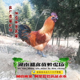 宠物雪峰山乌鸡活体小鸡仔黄毛乌鸡活苗乌鸡活体乌骨鸡发顺丰详谈