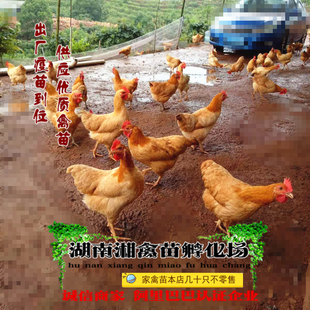 宠物小鸡湘黄土鸡小苗衡阳土鸡活苗放养土鸡活体发托运供养殖技术