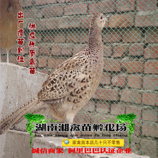 宠物七彩山鸡雏山鸡苗宠物小鸡出壳活苗供养殖技术量大优惠发托运
