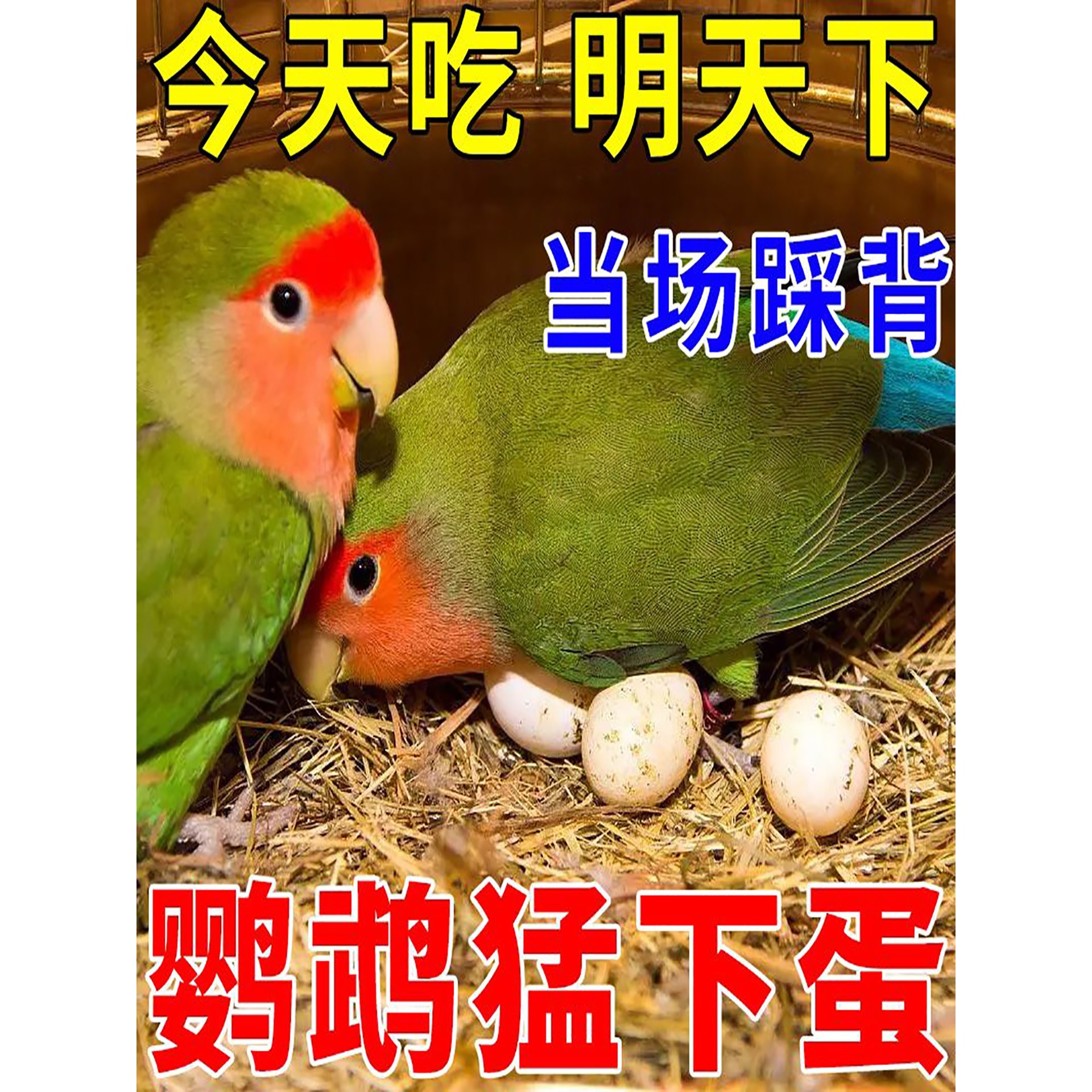 狂下蛋】鹦鹉增蛋促踩背促繁殖维生素催下蛋受精高专用鸟饲料鸟食