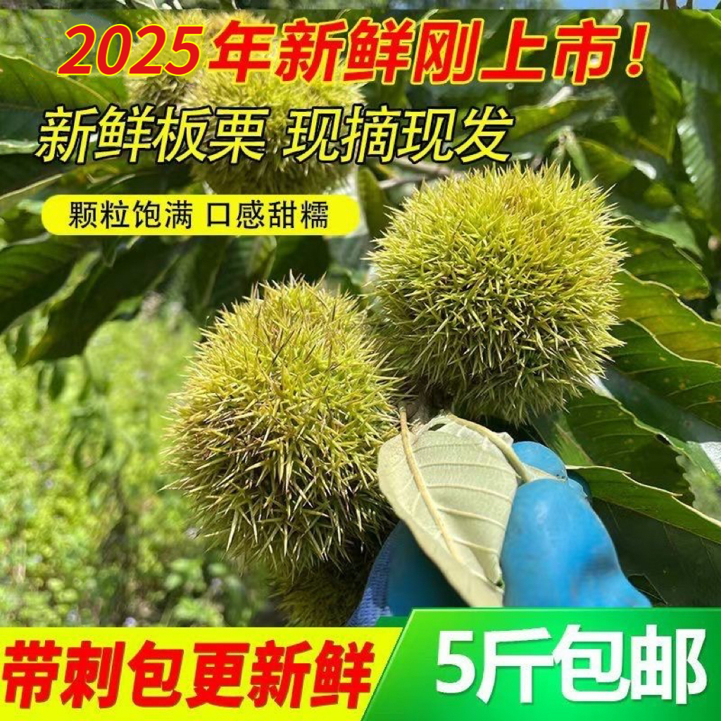 2025新鲜板栗带刺球红壳生板栗花壳板栗毛球带刺球发货