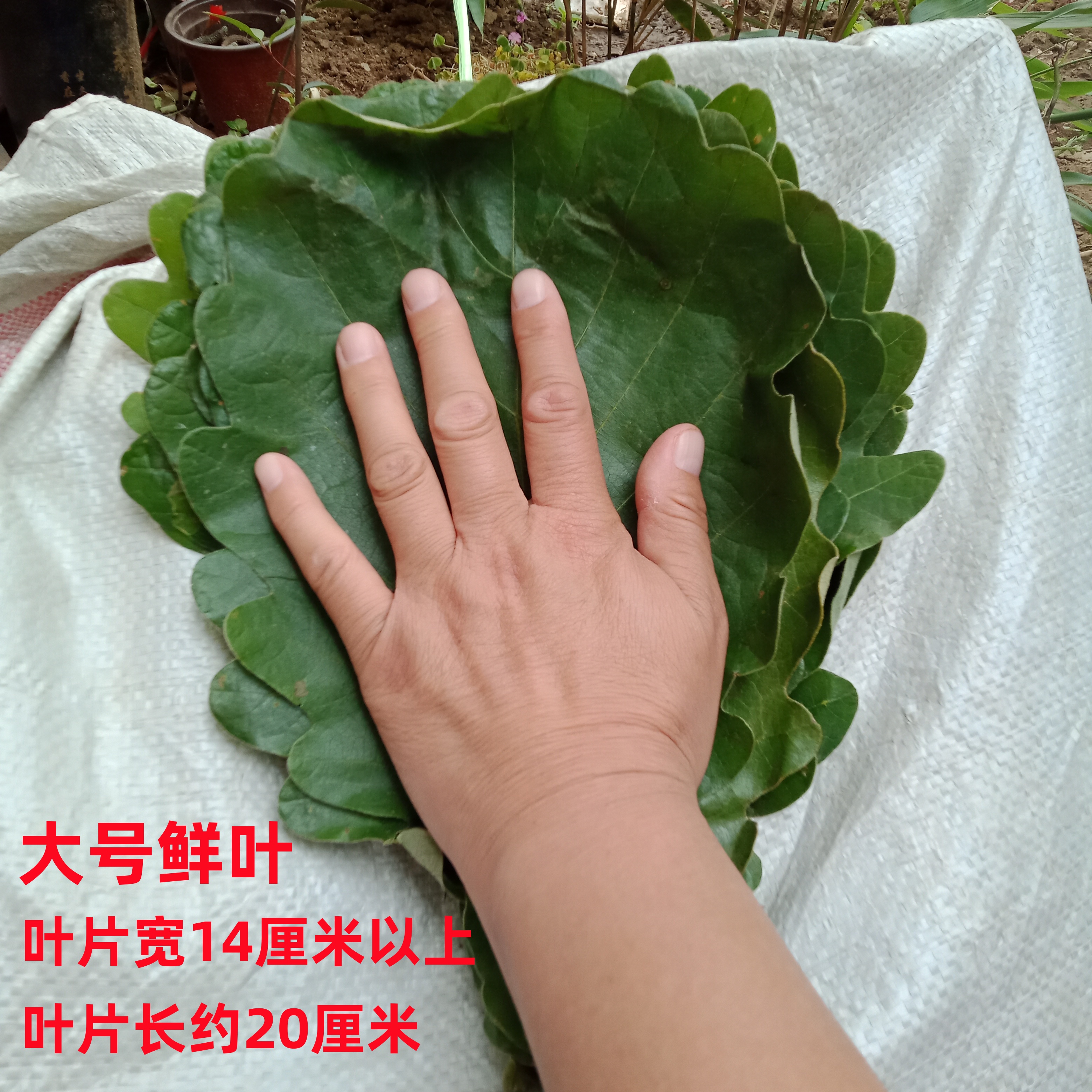 新鲜大粽叶槲叶菠萝叶100张包邮