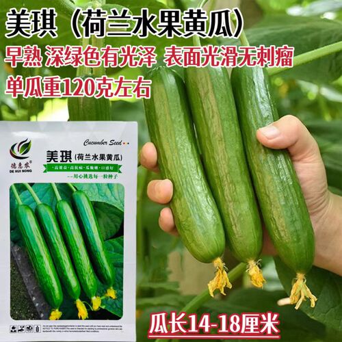 美琪黄瓜种子抗病高产甜脆荷兰进口无刺水果小乳瓜黄瓜种籽孑包邮