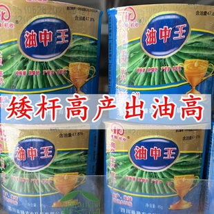 榨油用油菜种籽四川油中王高产矮杆出油高耐寒甘蓝型大田用可观赏