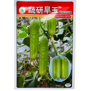 兴蔬蔬研旱玉极早熟黄瓜种子高产强雌油亮型白刺旱春秋季黄瓜种籽