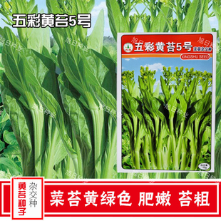 兴蔬五彩黄菜苔5号 中熟黄绿甜菜心种子 肥嫩苔粗品质好基地用种
