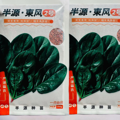 半源东风2号进口菠菜种子早熟杂交菠菜叶色黑绿抗病性强春秋种植