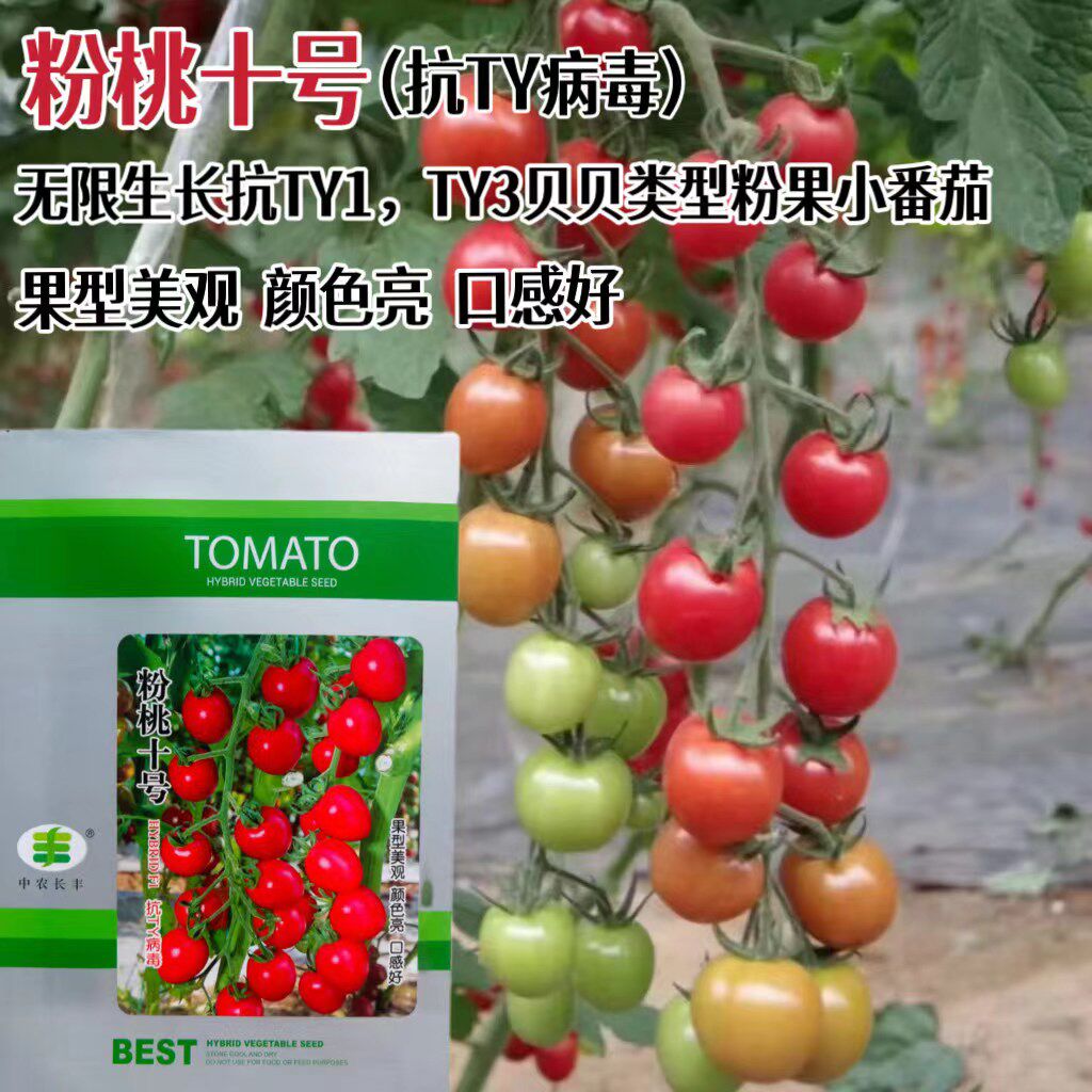 粉桃十号番茄种子无限生长早熟口感粉甜小番茄西红柿种籽春秋播种