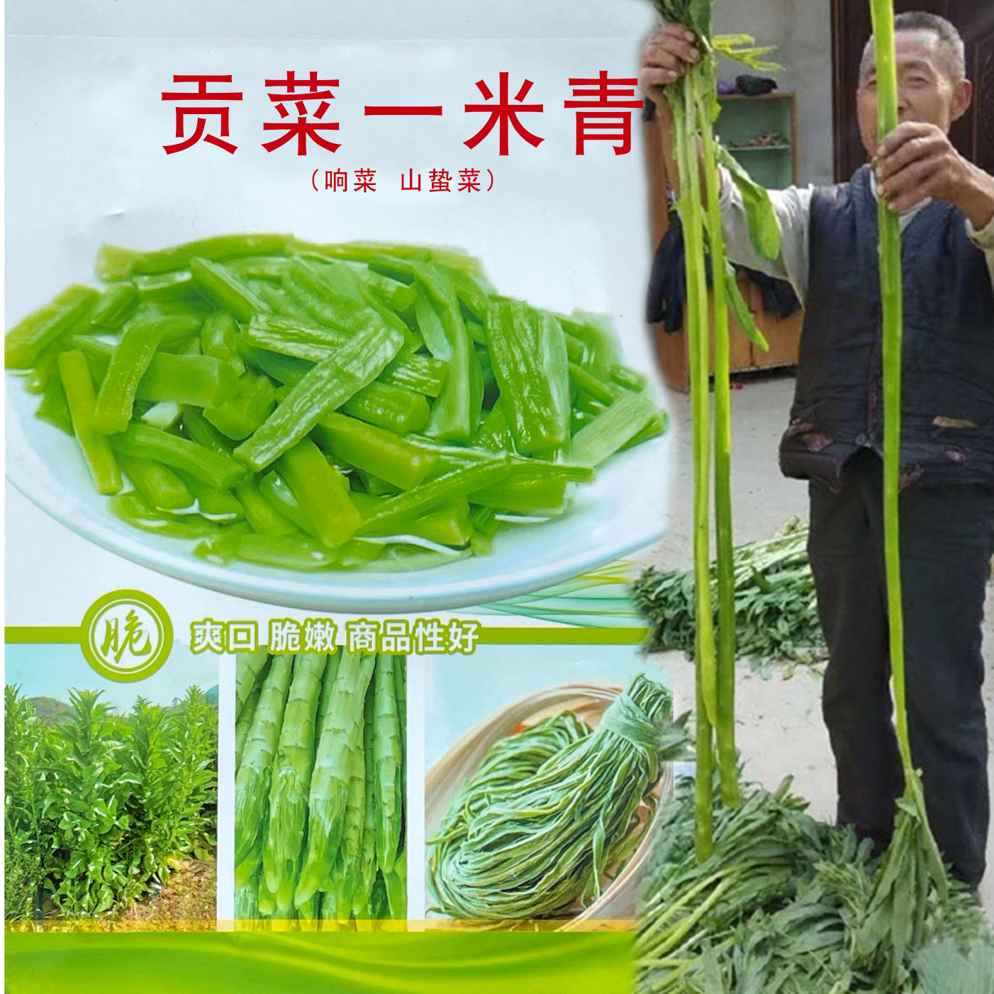 宾蔬贡菜一米青种子丰产性强抗病性好耐热耐寒适应性广响菜种子孑