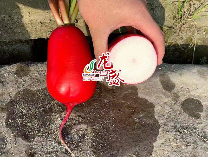 秋季萝卜高产种籽