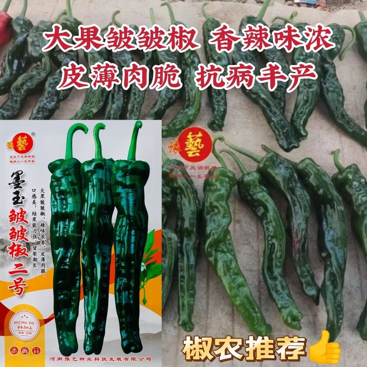 豫艺墨玉皱皱椒二号大果皱皮椒种子大黑皱皱辣种子特辣皮薄深绿色