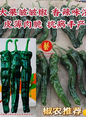豫艺墨玉皱皱椒二号大果皱皮椒种子大黑皱皱辣种子特辣皮薄深绿色